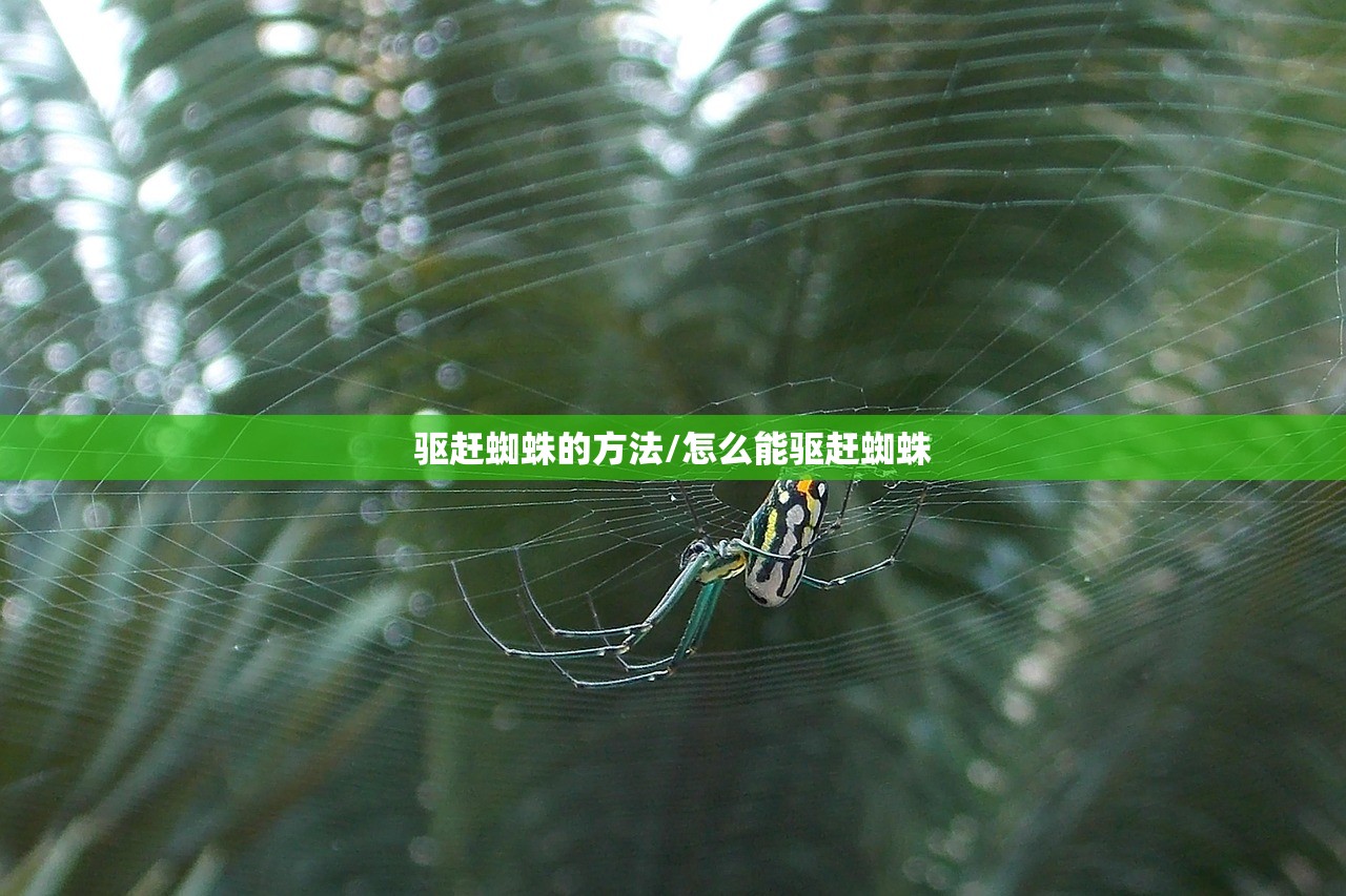 驱赶蜘蛛的方法/怎么能驱赶蜘蛛