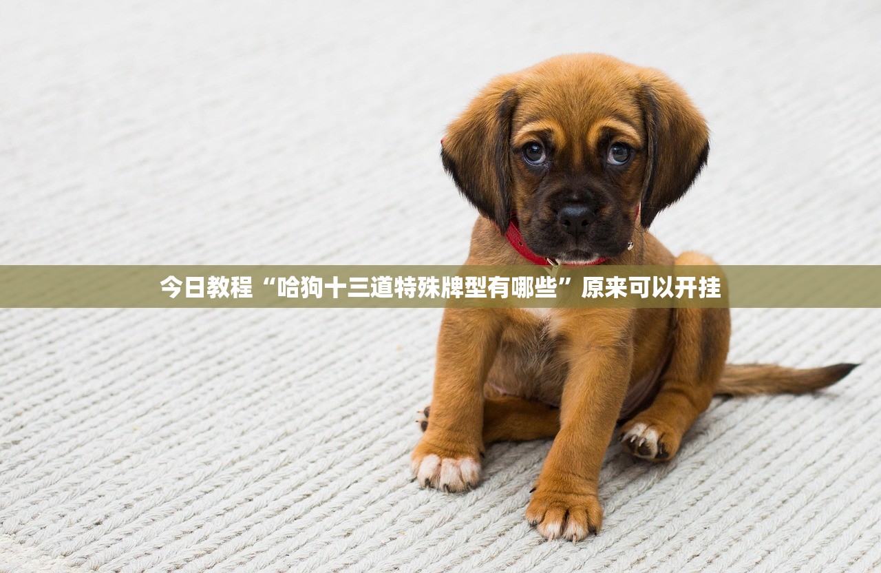 今日教程“哈狗十三道特殊牌型有哪些”原来可以开挂