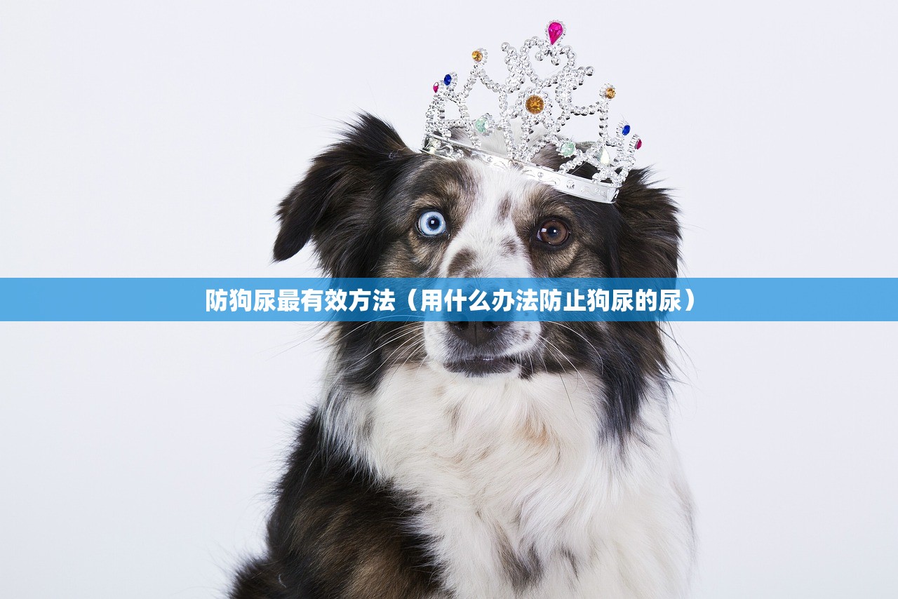 防狗尿最有效方法（用什么办法防止狗尿的尿）