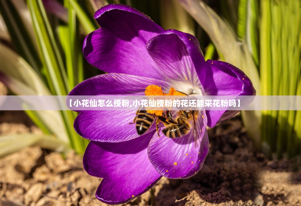 【小花仙怎么授粉,小花仙授粉的花还能采花粉吗】