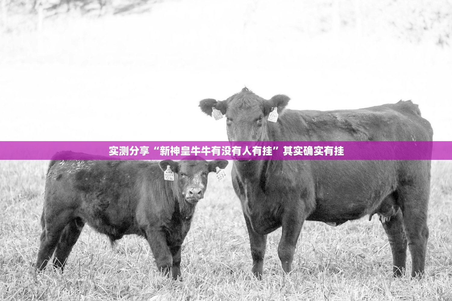 实测分享“新神皇牛牛有没有人有挂”其实确实有挂