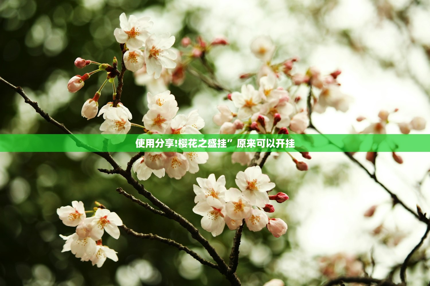 使用分享!樱花之盛挂”原来可以开挂