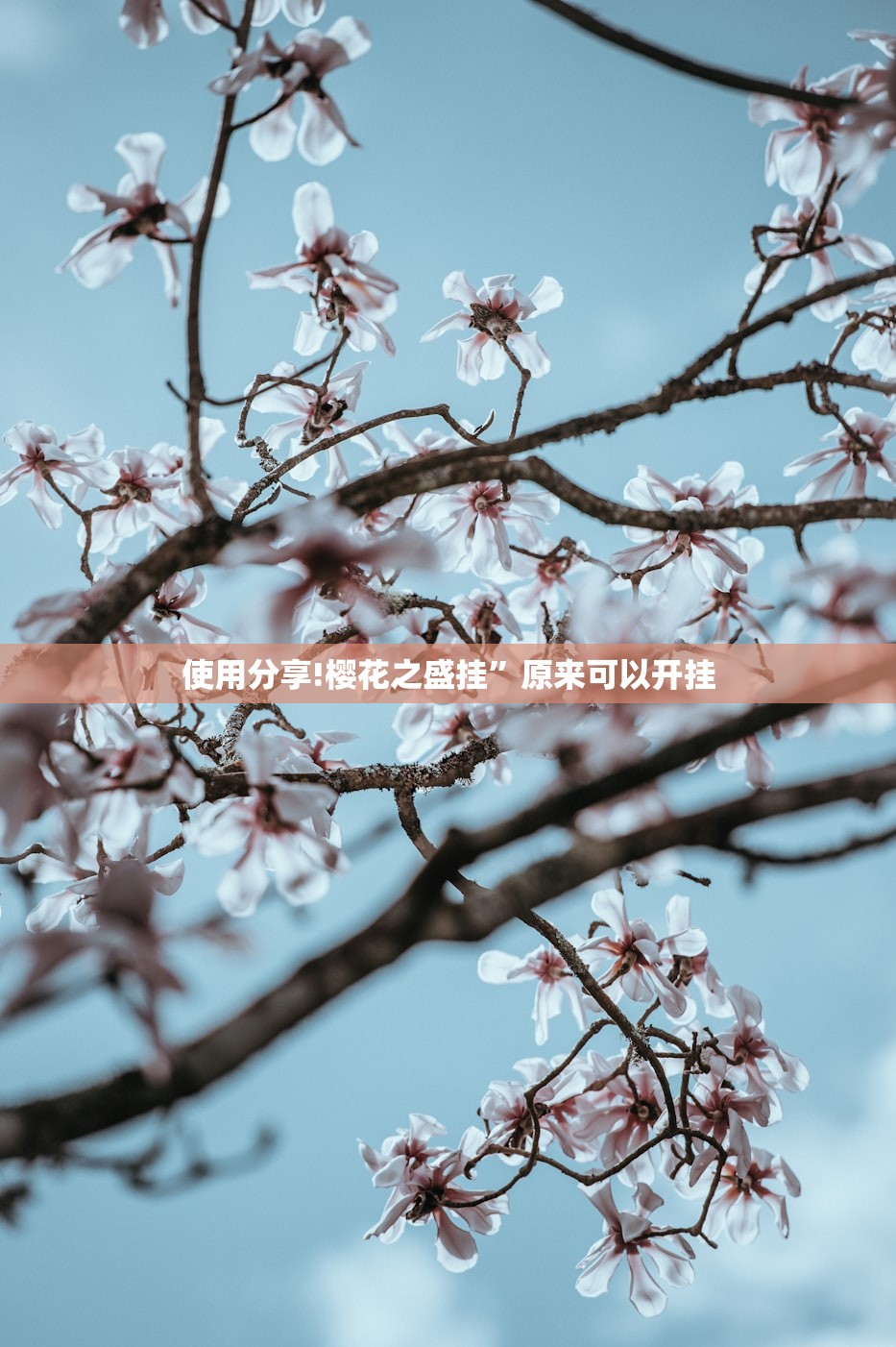 使用分享!樱花之盛挂	”原来可以开挂