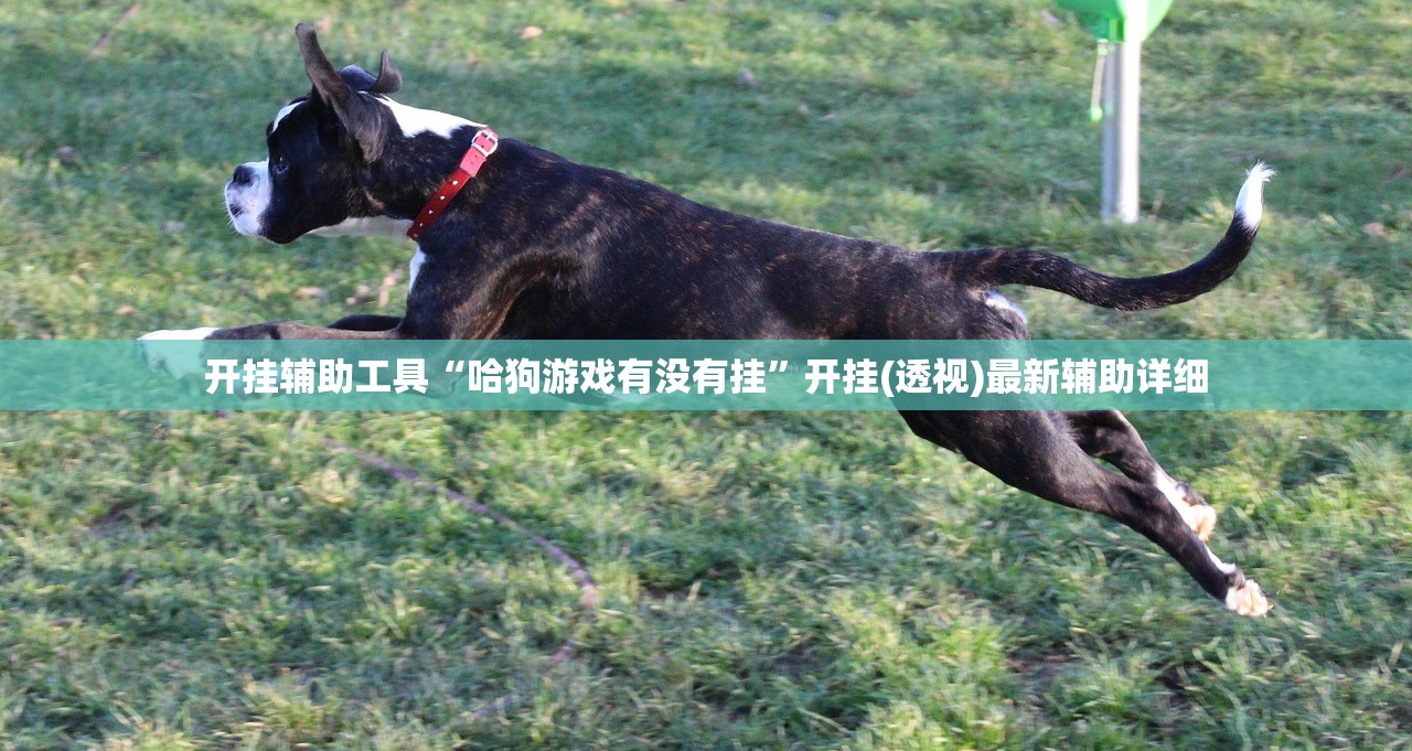 开挂辅助工具“哈狗游戏有没有挂”开挂(透视)最新辅助详细