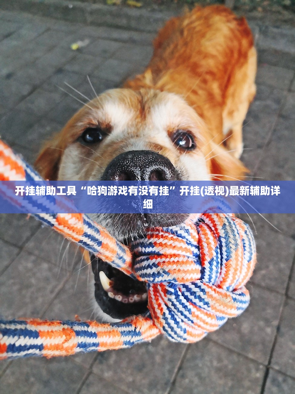 开挂辅助工具“哈狗游戏有没有挂”开挂(透视)最新辅助详细