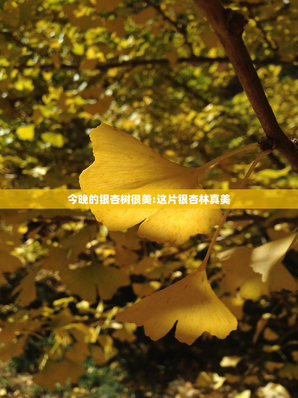 今晚的银杏树很美:这片银杏林真美 今晚的银杏树很美:这片银杏林真美