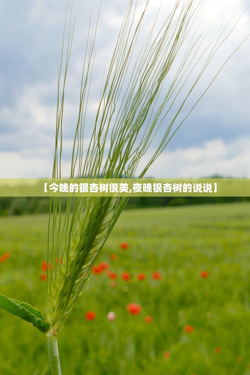 【今晚的银杏树很美,夜晚银杏树的说说】