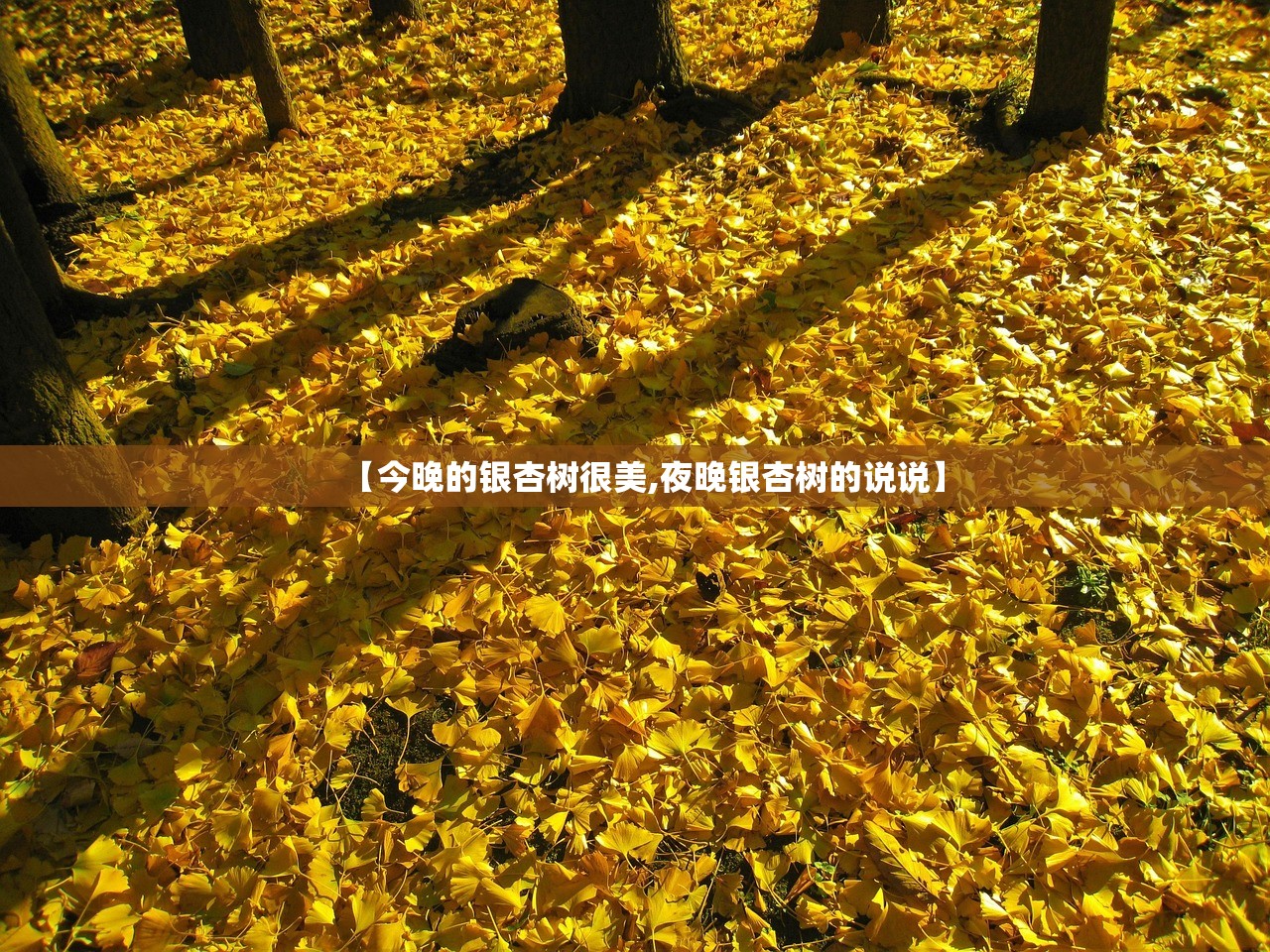 【今晚的银杏树很美,夜晚银杏树的说说】