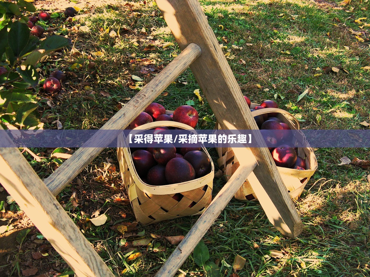【采得苹果/采摘苹果的乐趣】 【采得苹果/采摘苹果的乐趣】