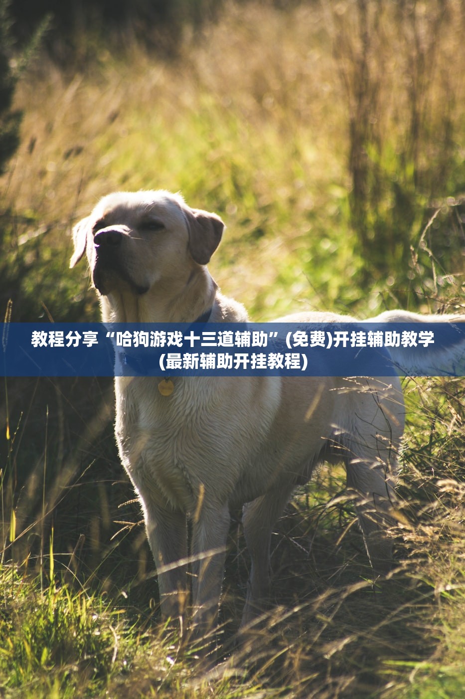 普兰店区一阳性患者因隐瞒行程被立案调查（普兰店有无新冠病例）