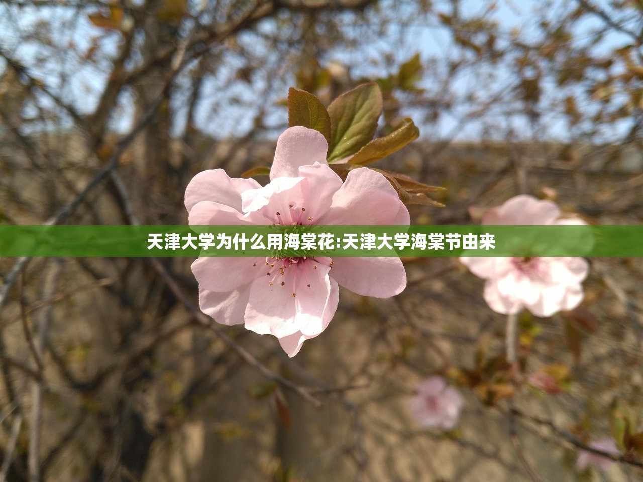 天津大学为什么用海棠花:天津大学海棠节由来