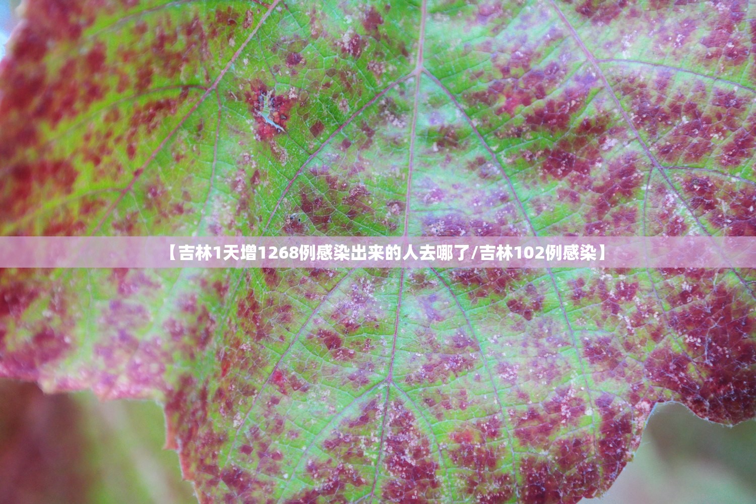 【吉林1天增1268例感染出来的人去哪了/吉林102例感染】
