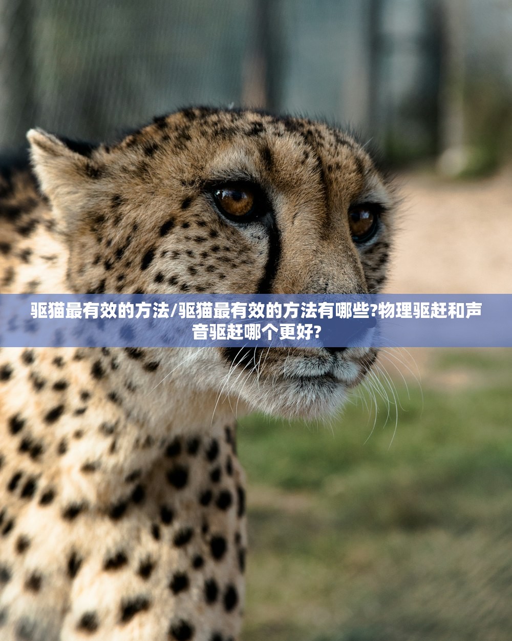 驱猫最有效的方法/驱猫最有效的方法有哪些?物理驱赶和声音驱赶哪个更好?