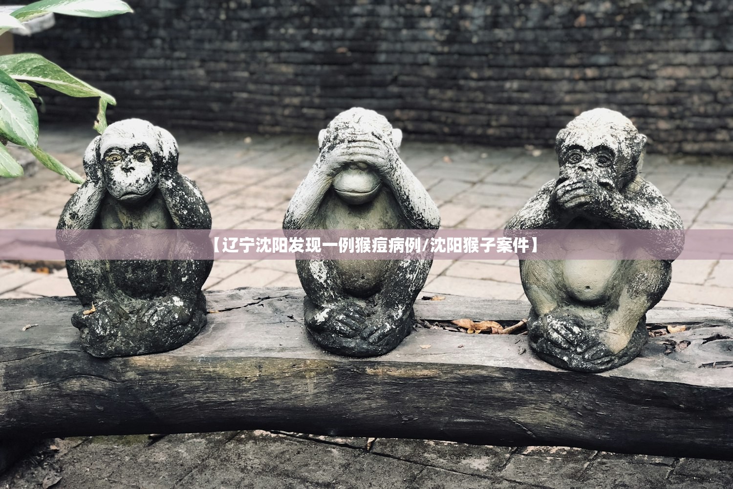 【辽宁沈阳发现一例猴痘病例/沈阳猴子案件】
