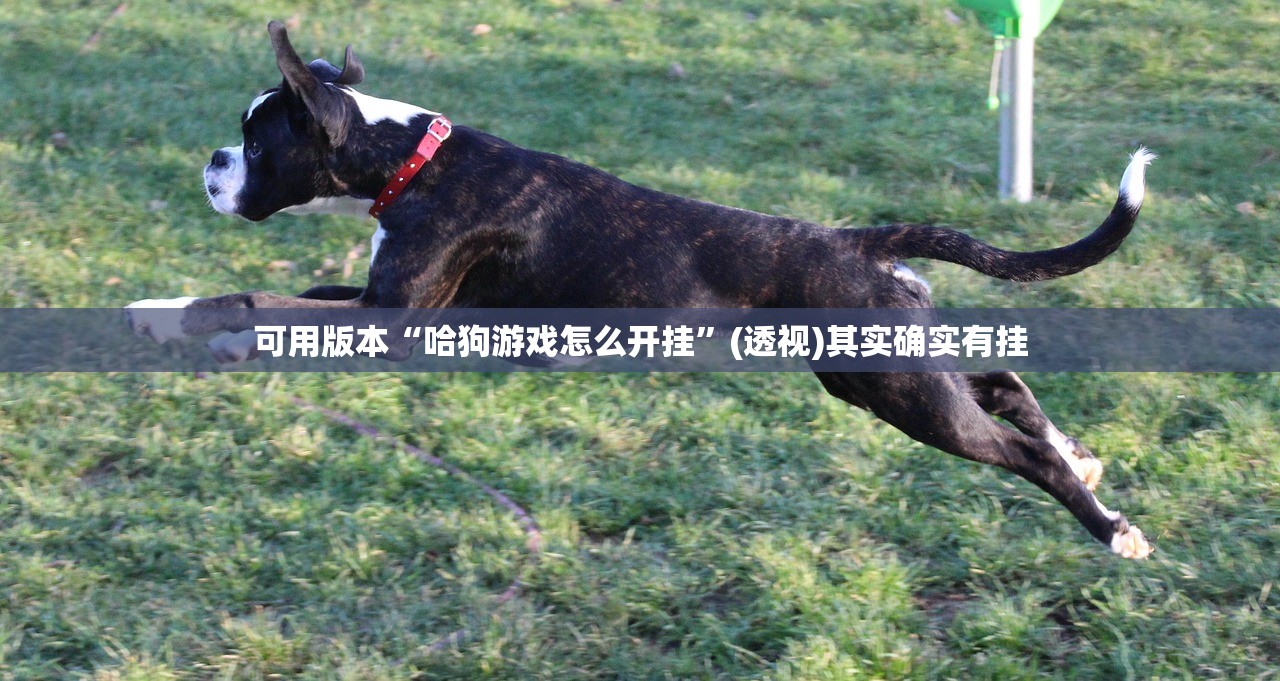 可用版本“哈狗游戏怎么开挂	”(透视)其实确实有挂