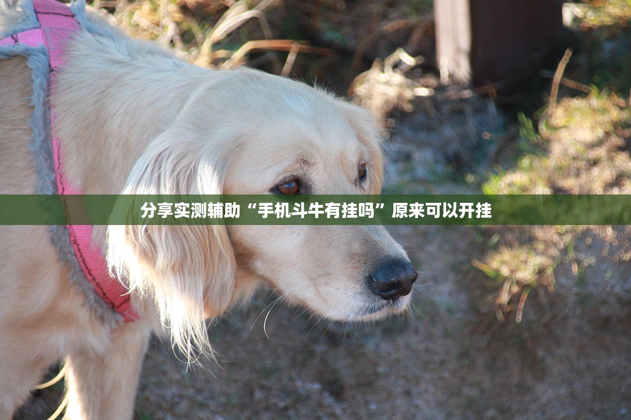 实测神器辅助“微信小程序跑得快挂多少钱”原来可以开挂