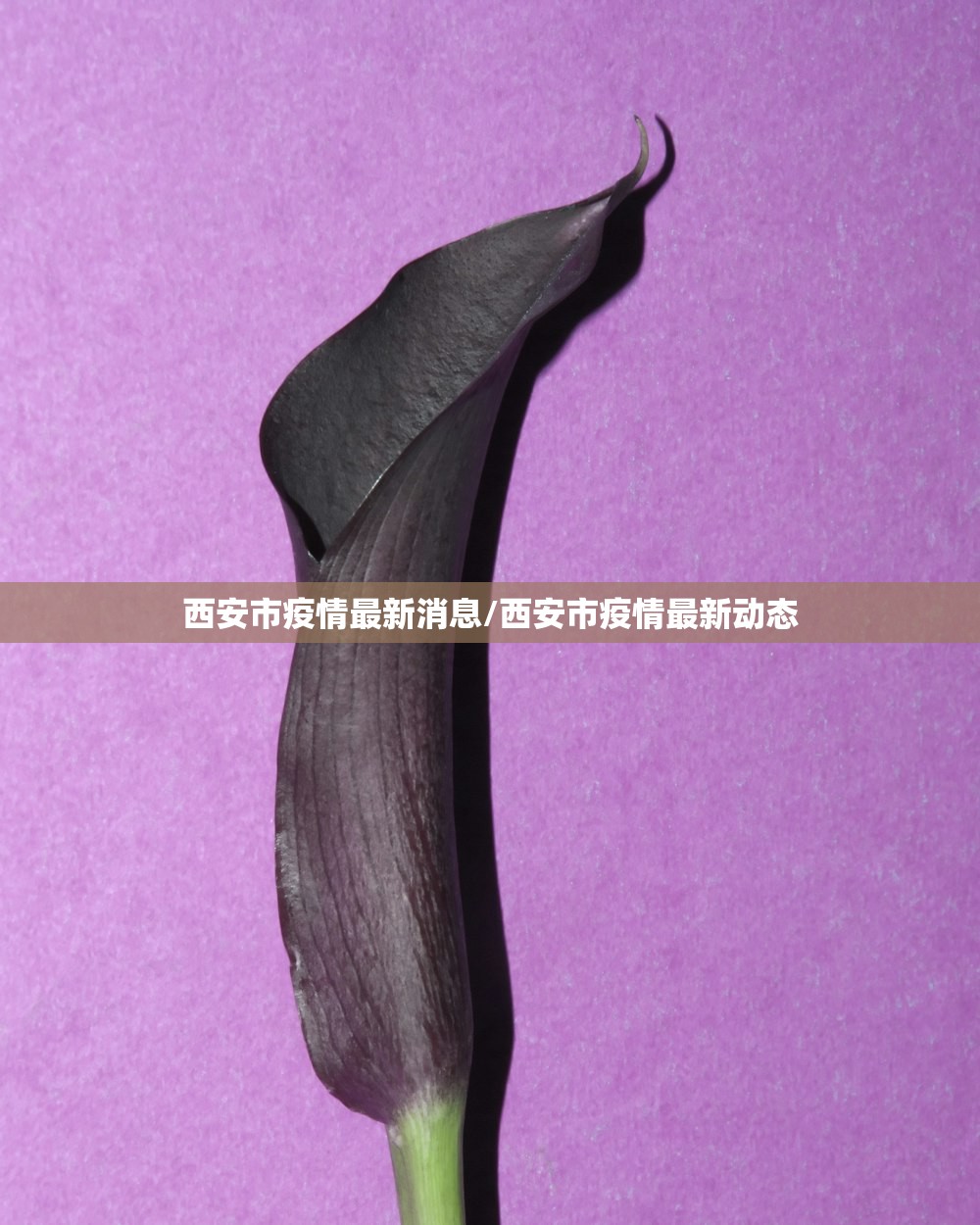 西安市疫情最新消息/西安市疫情最新动态 西安市疫情最新消息/西安市疫情最新动态