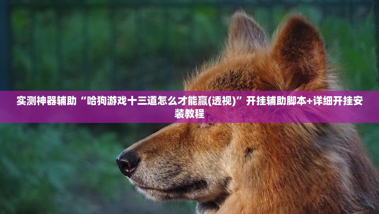实测神器辅助“哈狗游戏十三道怎么才能赢(透视)	”开挂辅助脚本+详细开挂安装教程