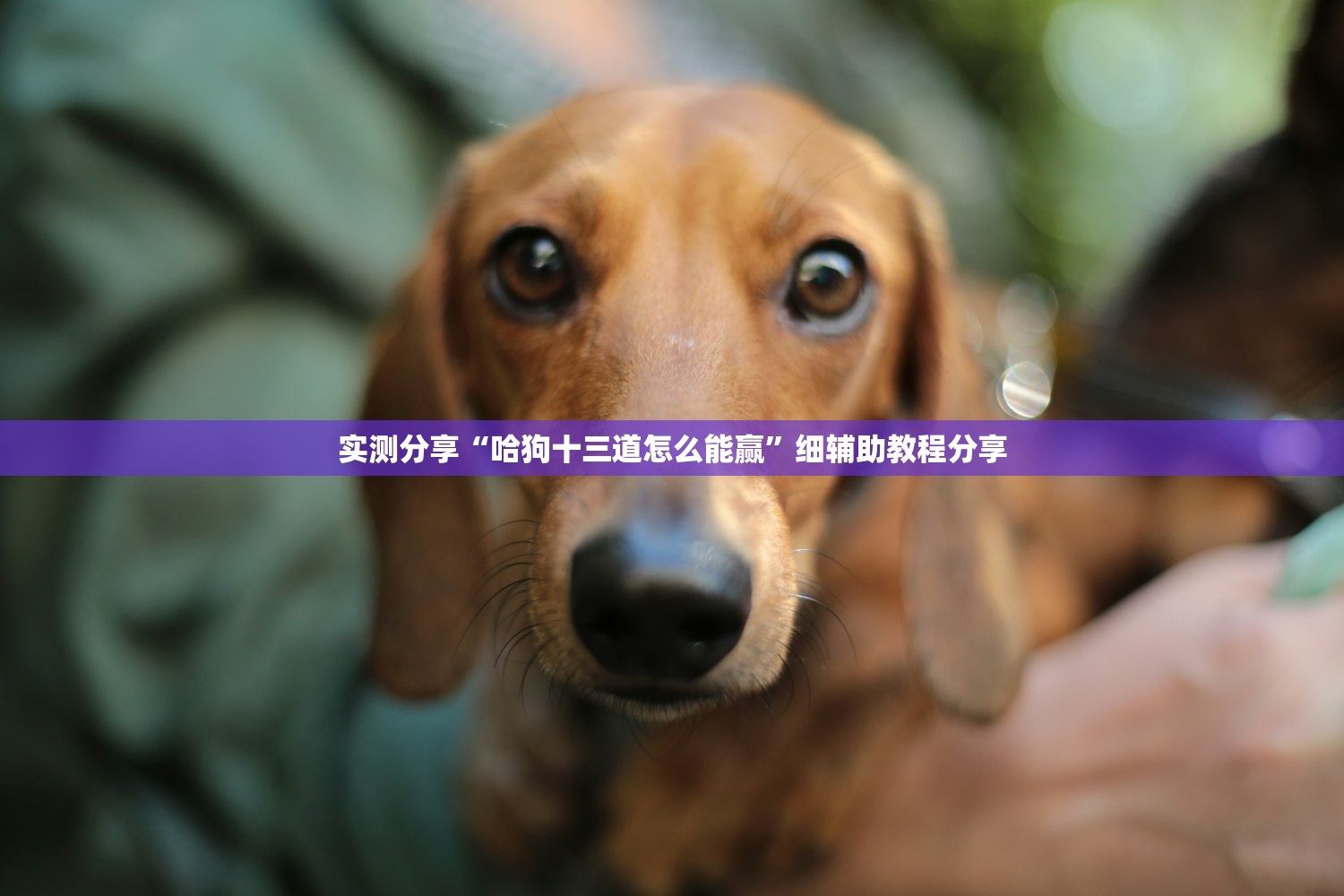 开挂技巧“新金龙大厅辅助”开挂(透视)辅助教程