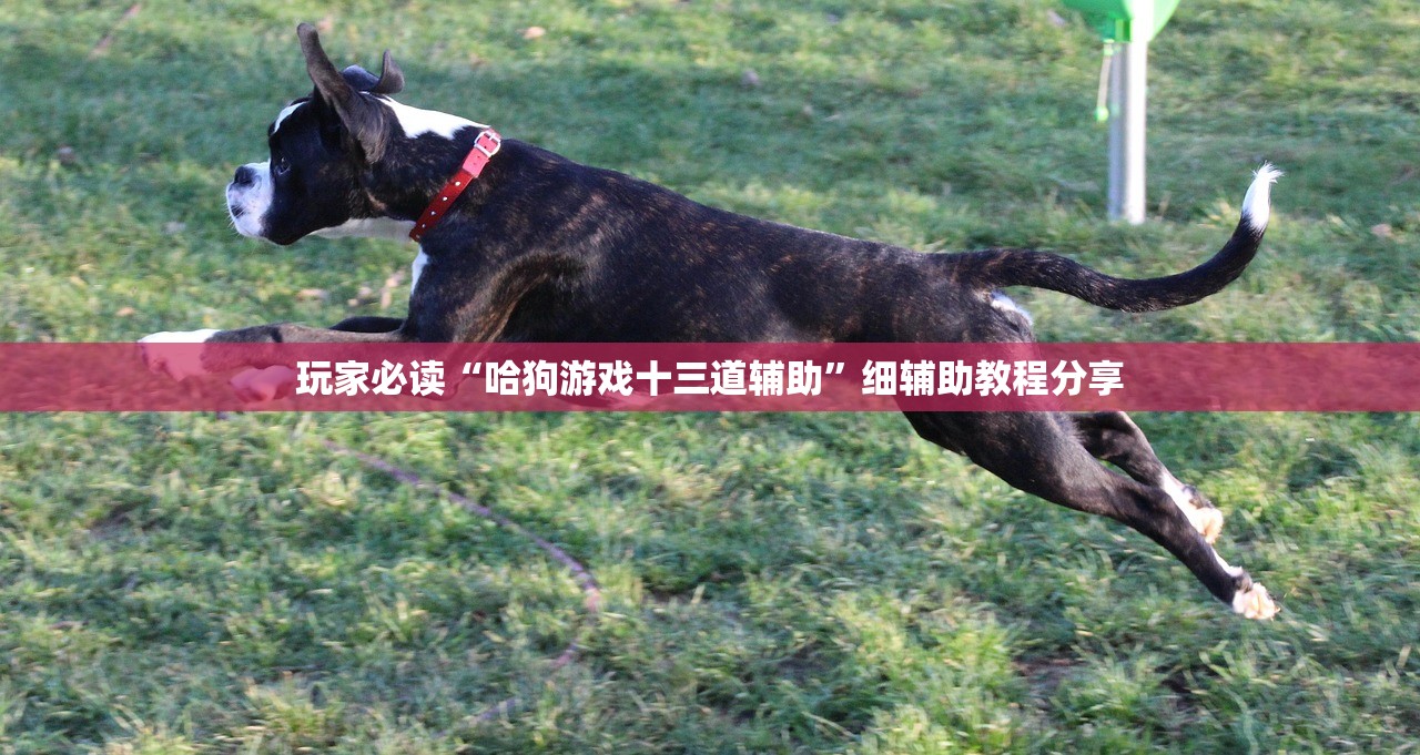 玩家必读“哈狗游戏十三道辅助”细辅助教程分享