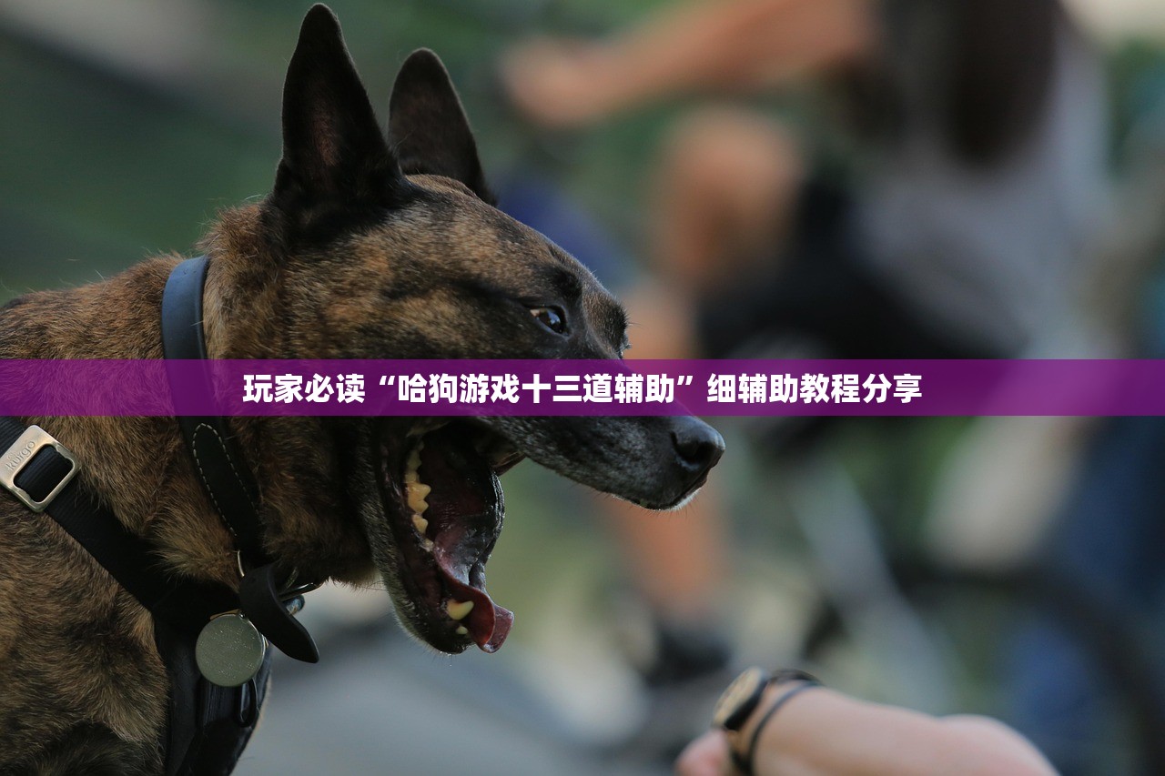 玩家必读“哈狗游戏十三道辅助”细辅助教程分享