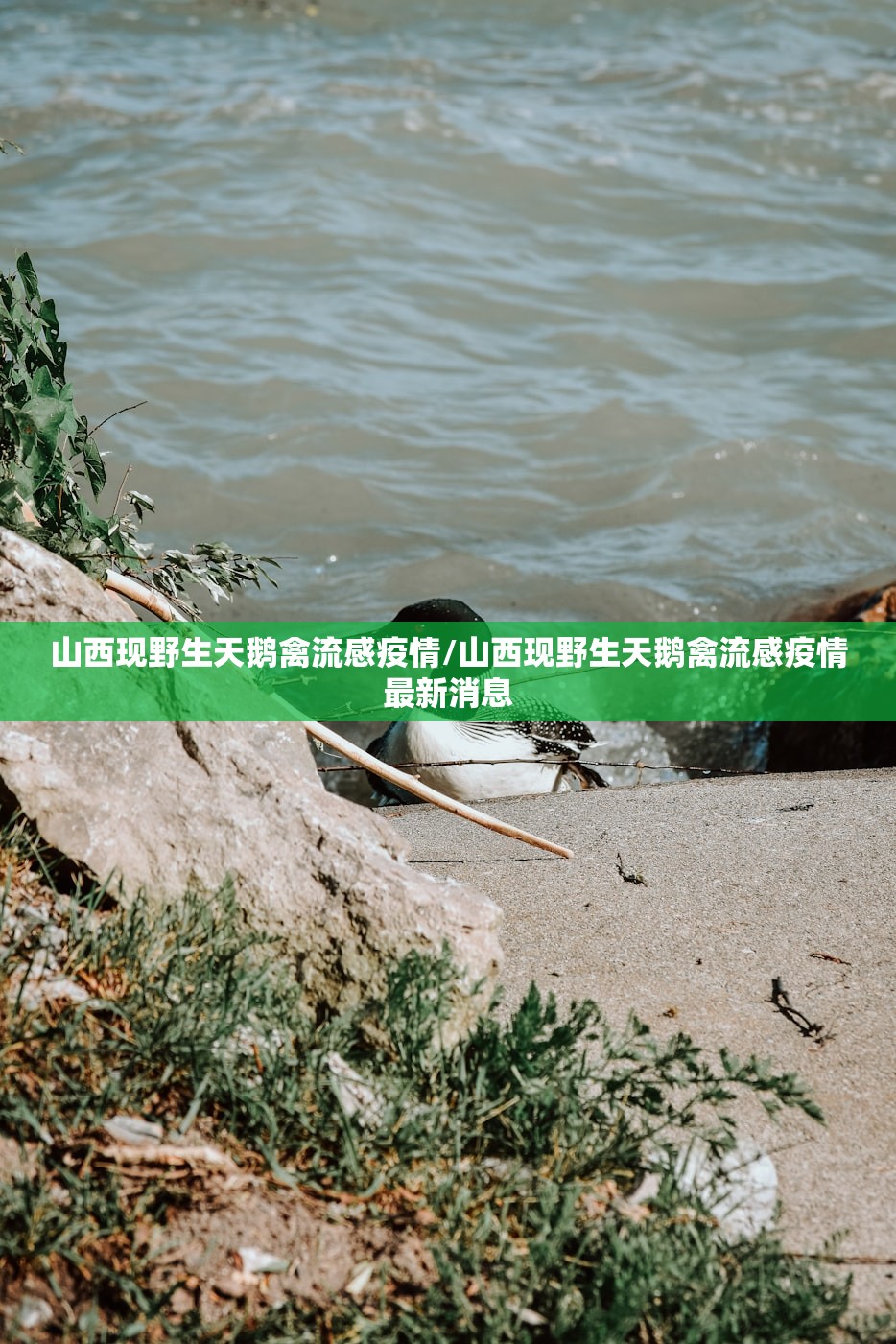 山西现野生天鹅禽流感疫情/山西现野生天鹅禽流感疫情最新消息