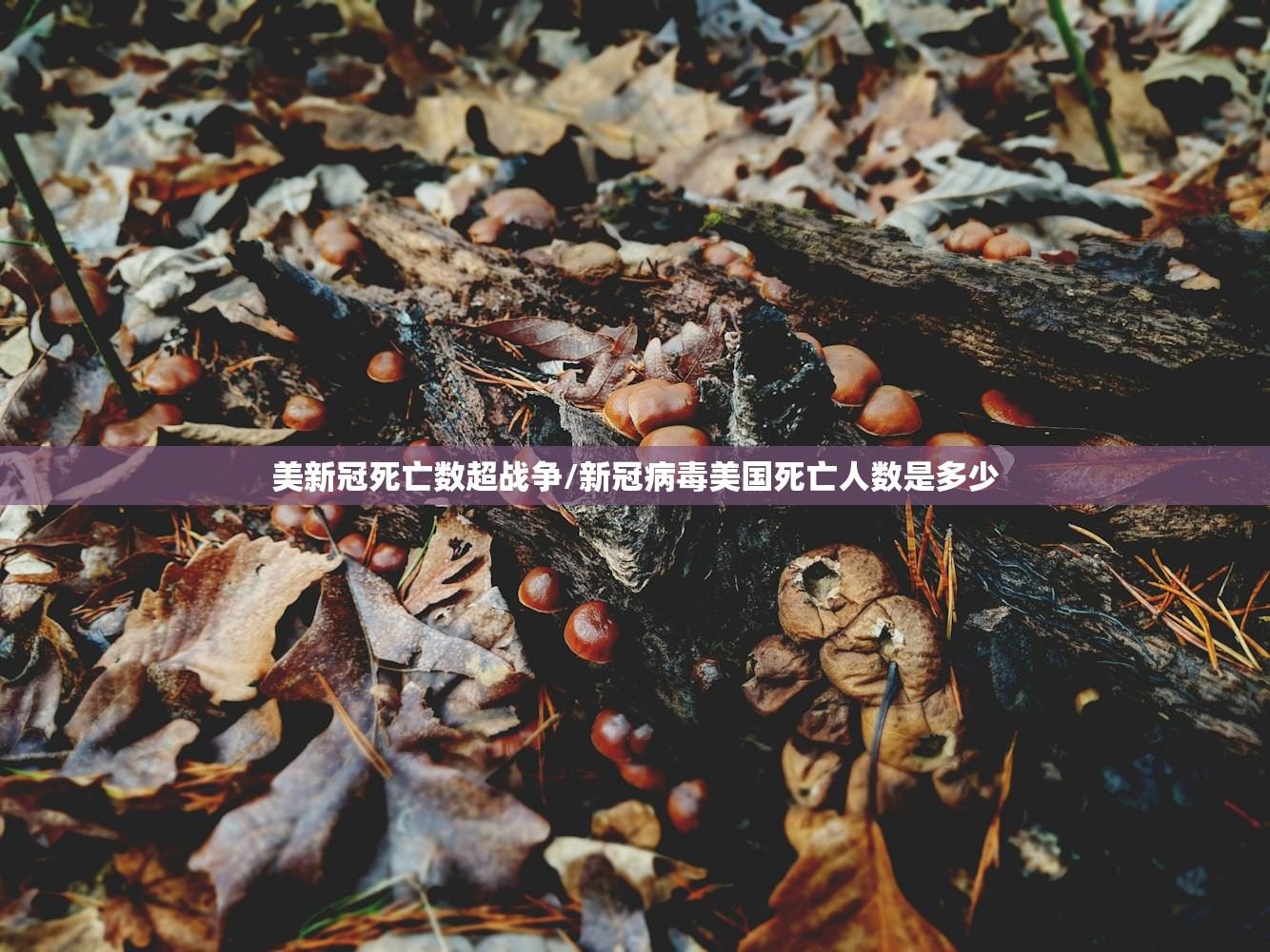 美新冠死亡数超战争/新冠病毒美国死亡人数是多少