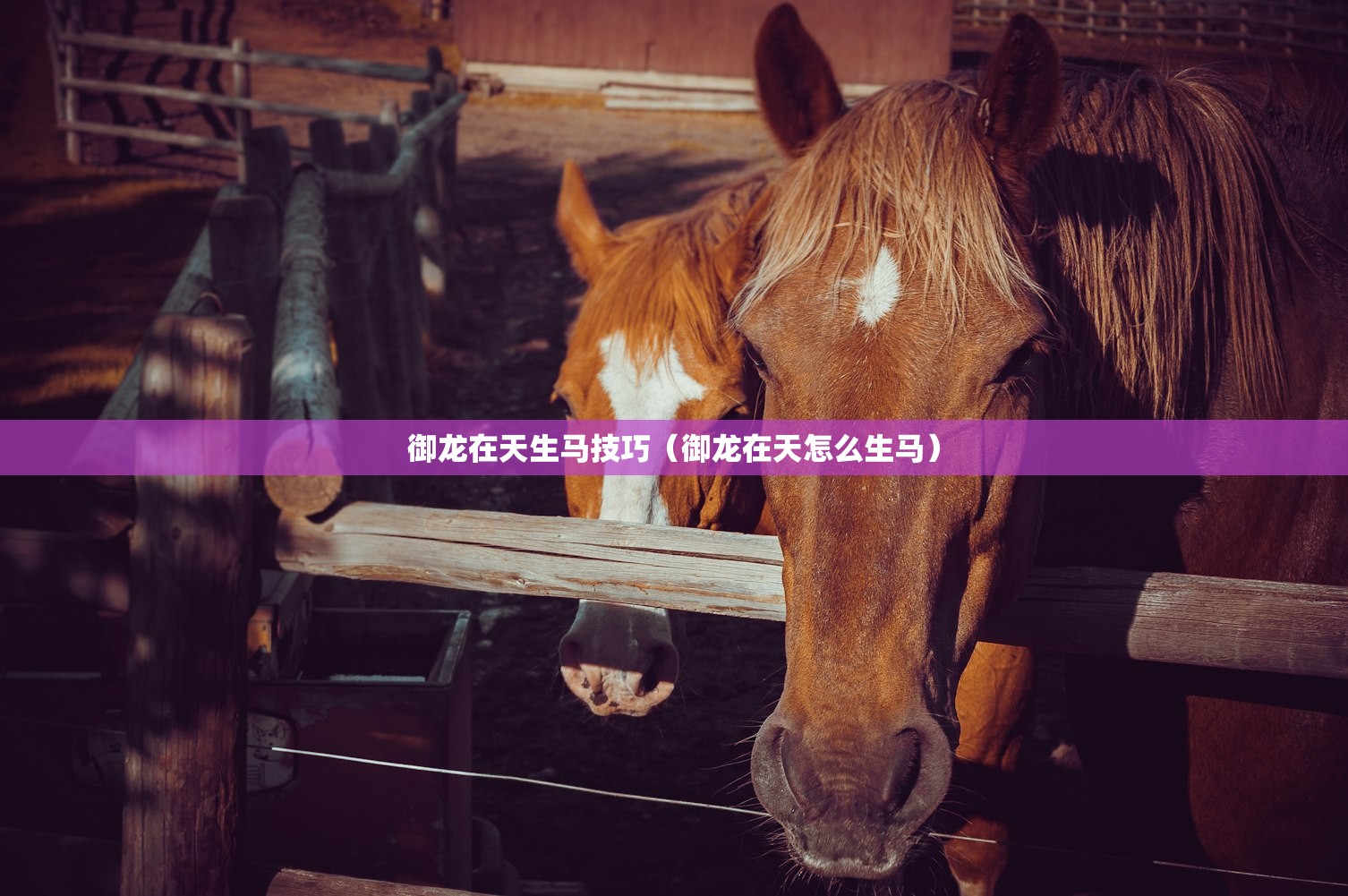 御龙在天生马技巧（御龙在天怎么生马）