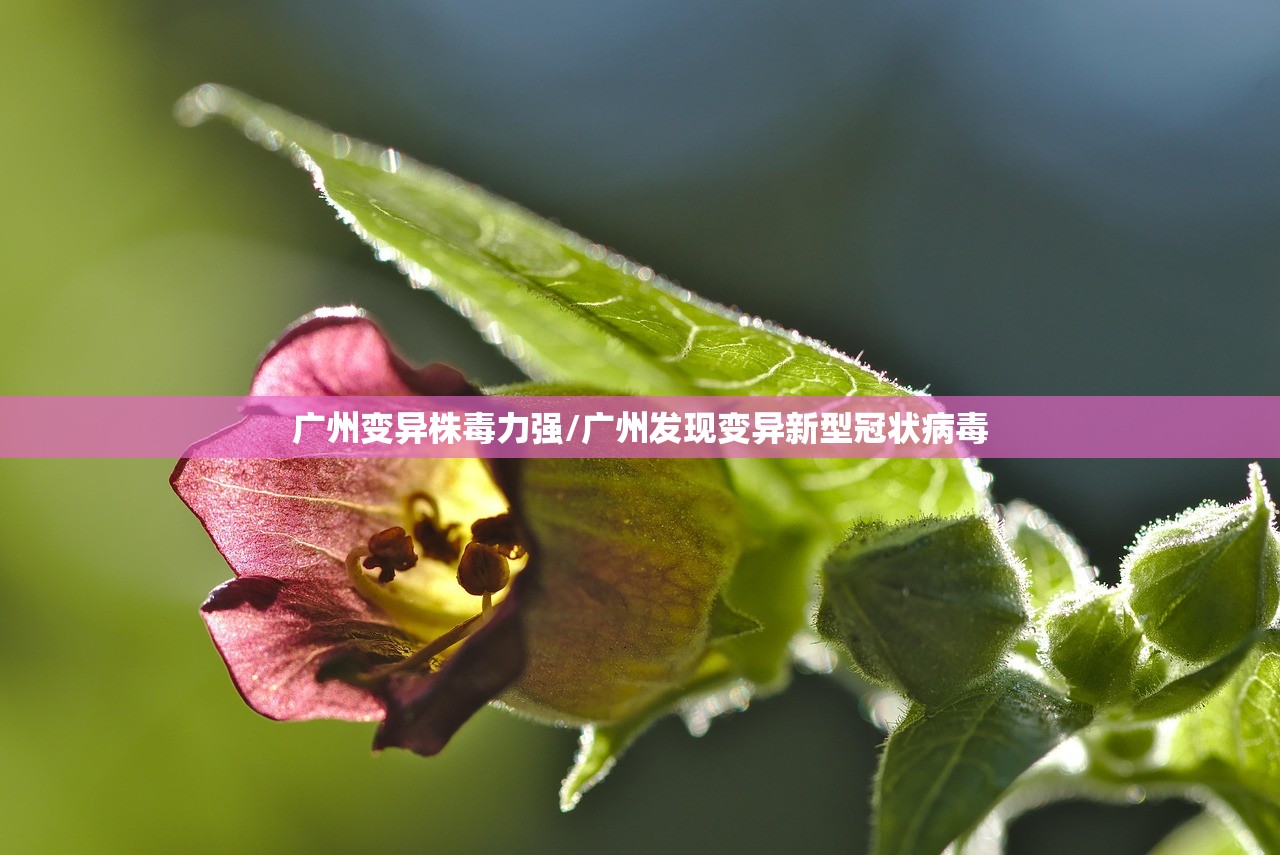 广州变异株毒力强/广州发现变异新型冠状病毒